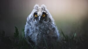 Long-eared owl with bright yellow eyes in grass